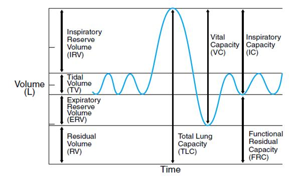 Spirometry Diagram - Wiring Diagram Pictures