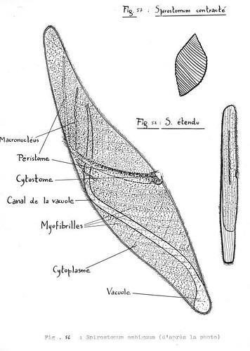 spirostomum diagram