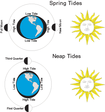 spring and neap tide diagram