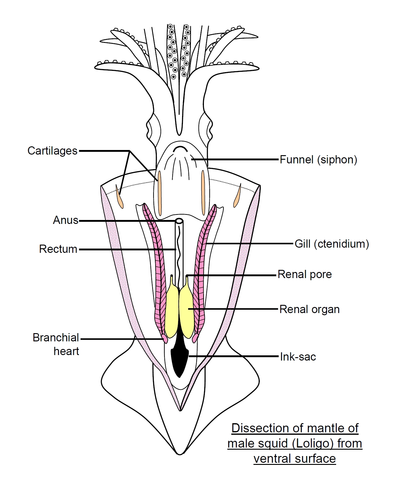 squid internal anatomy diagram