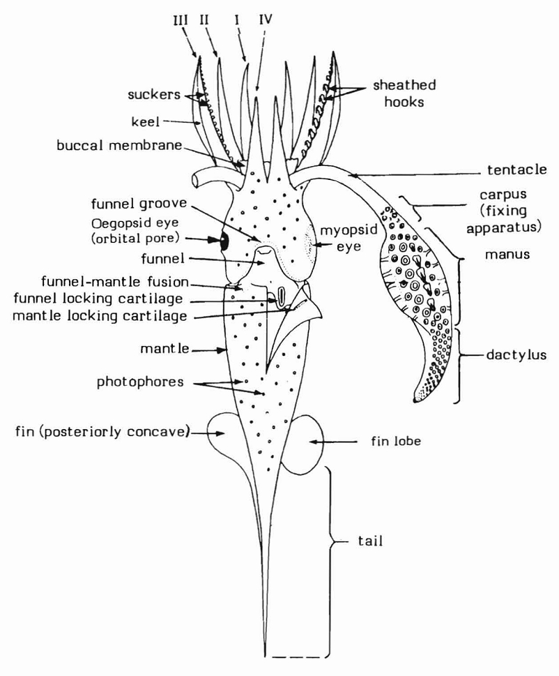 squid labeled diagram