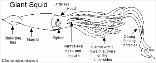 squid labeled diagram