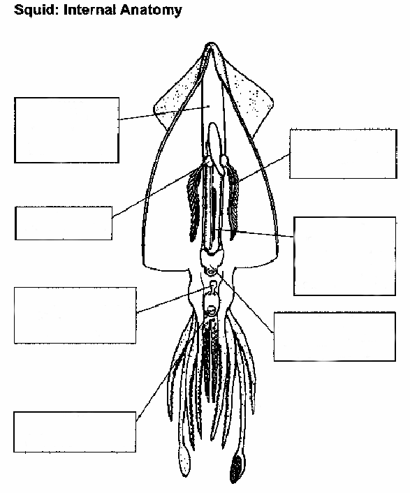 squid labeled diagram