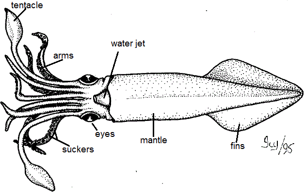 squid labeled diagram