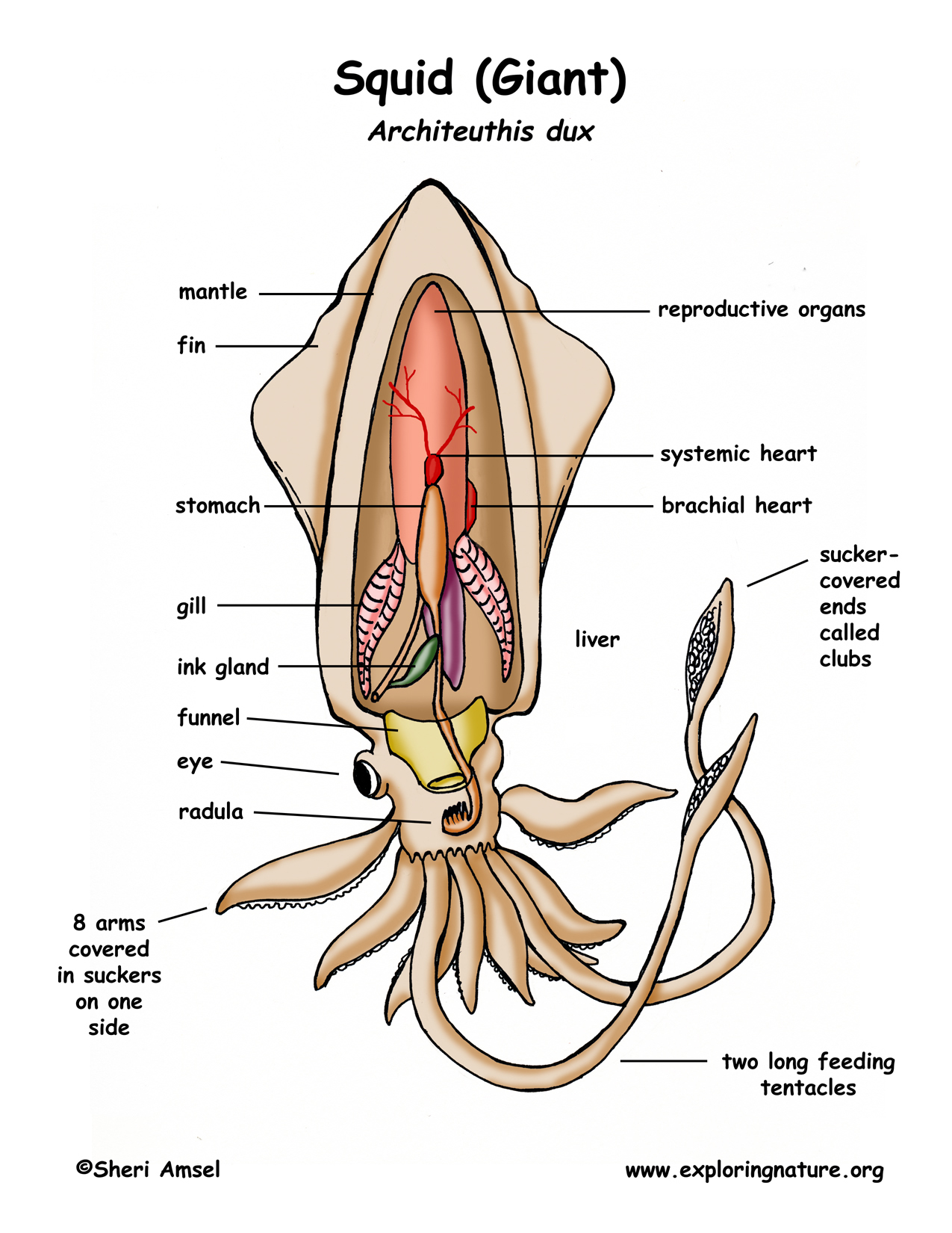 squid labeled diagram