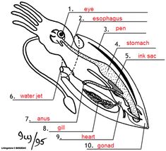 squid labeled diagram
