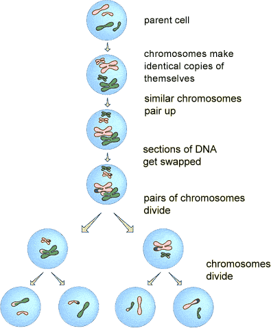 stages of meiosis diagram labeled