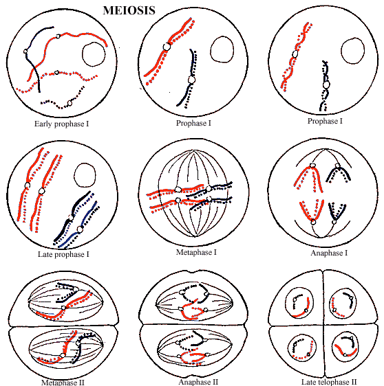 stages of meiosis diagram labeled