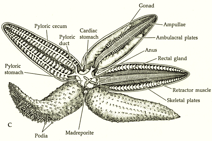 starfish anatomy diagram