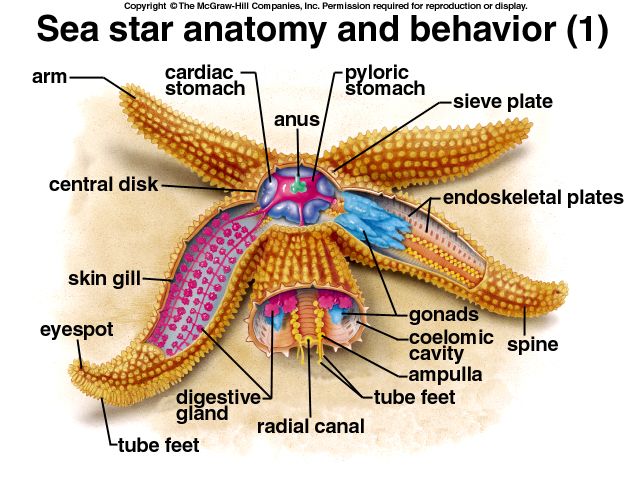 starfish anatomy diagram