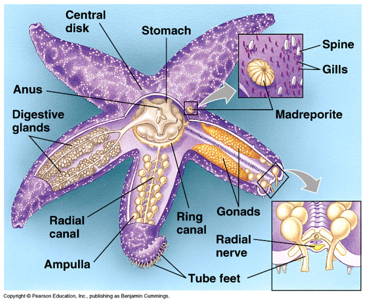 starfish labeled diagram