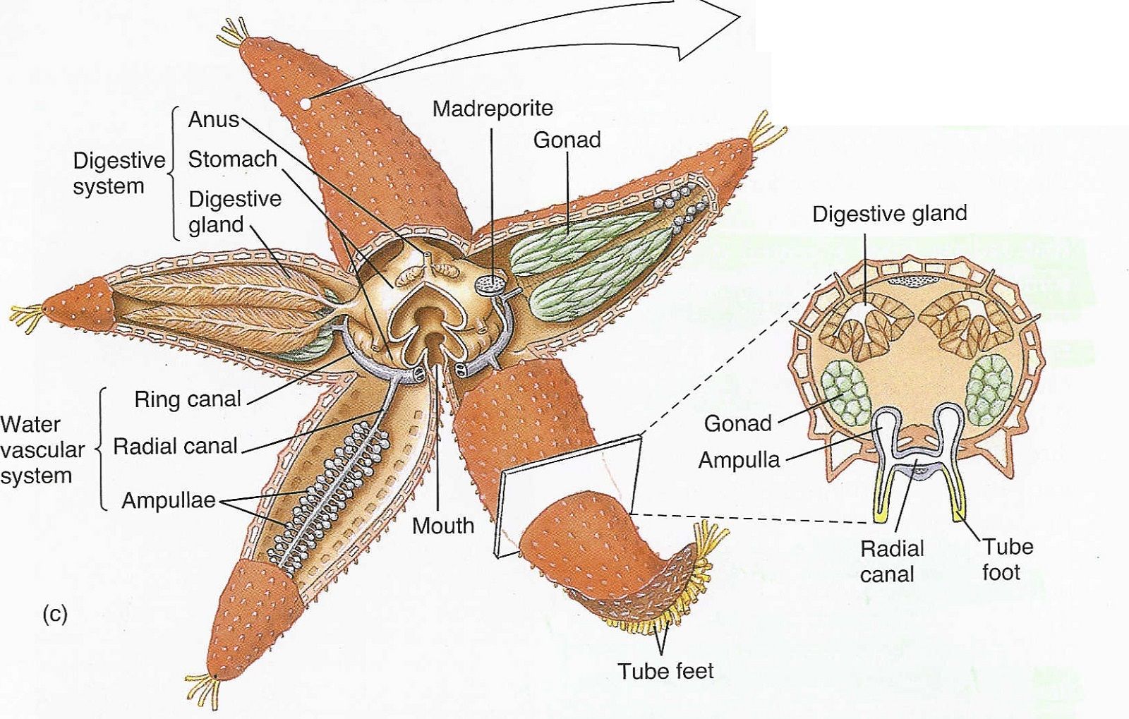 Starfish Labelled Diagram Wiring Diagram Pictures