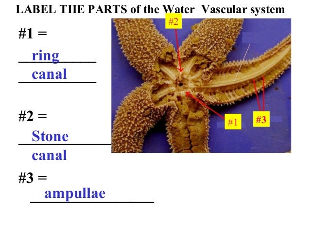 starfish labelled diagram