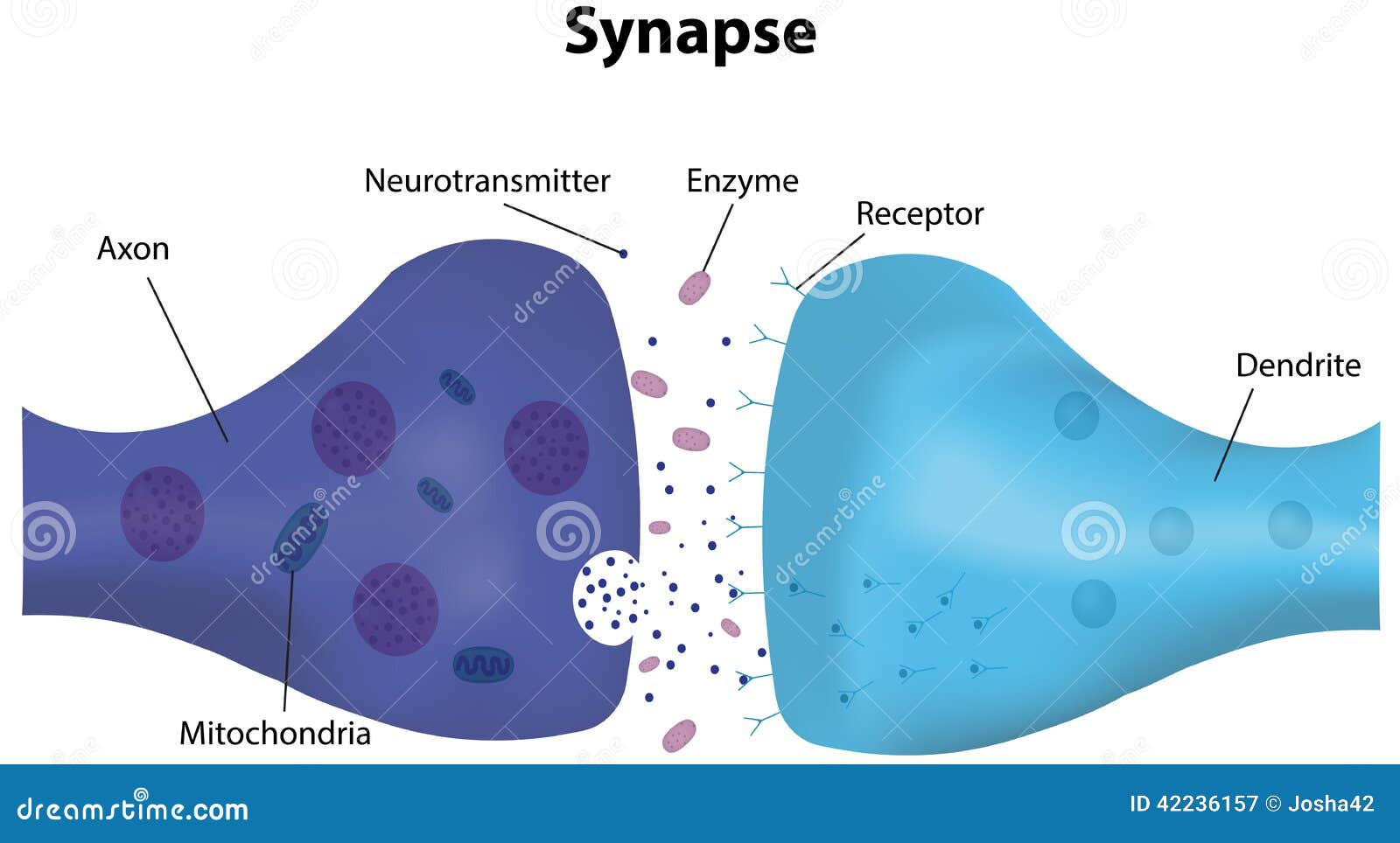 synapse diagram unlabeled