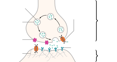 synapse diagram unlabeled