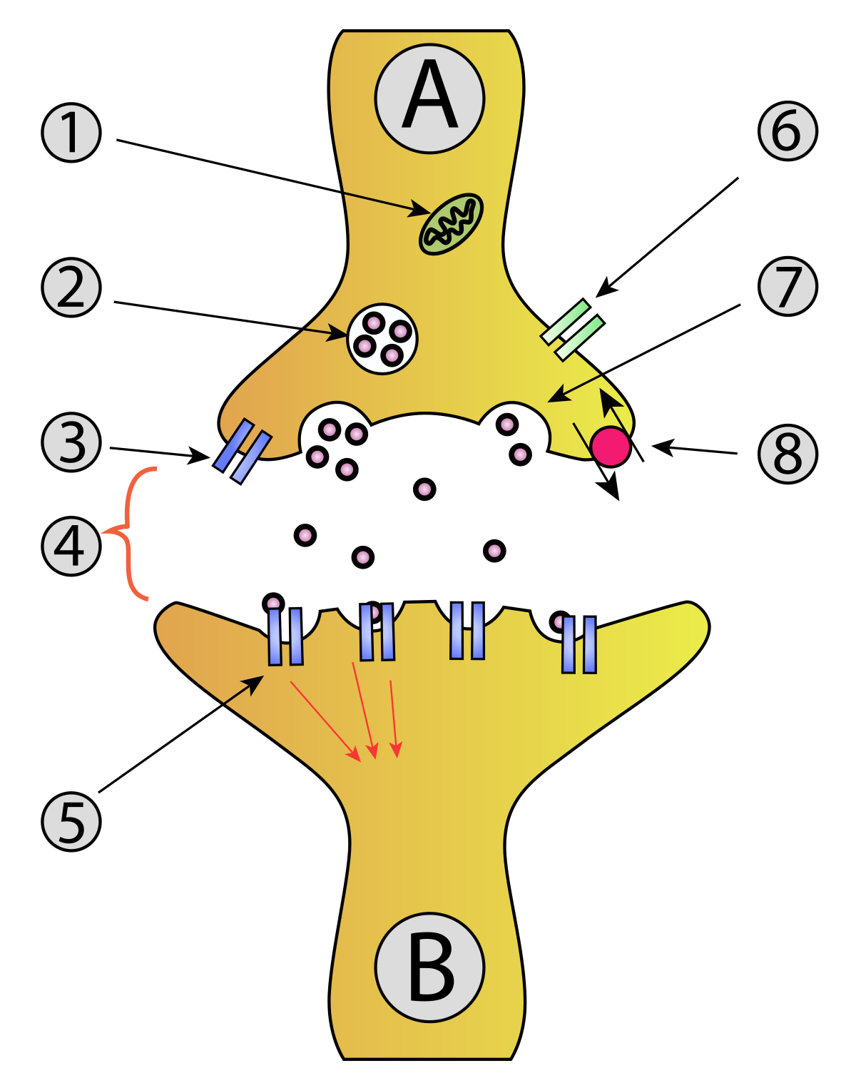 synapse diagram unlabeled