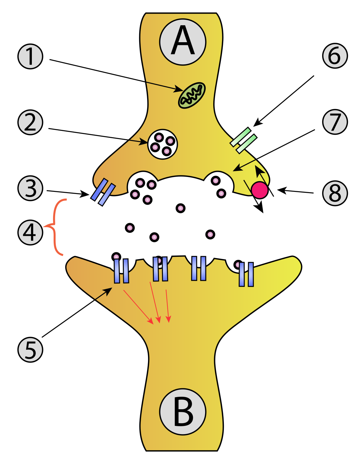 Synapse Diagram Unlabeled