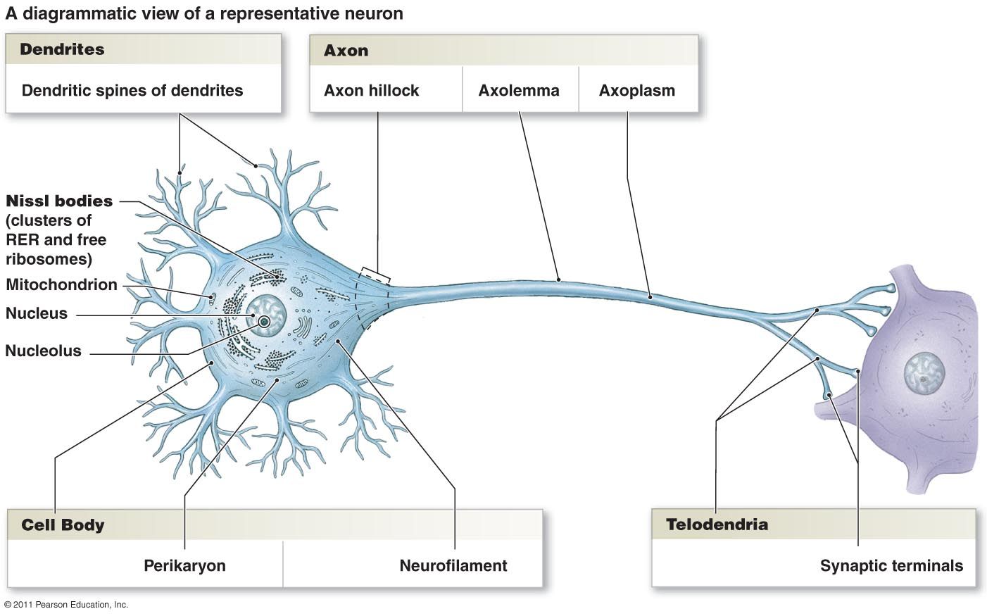 synapse diagram unlabeled