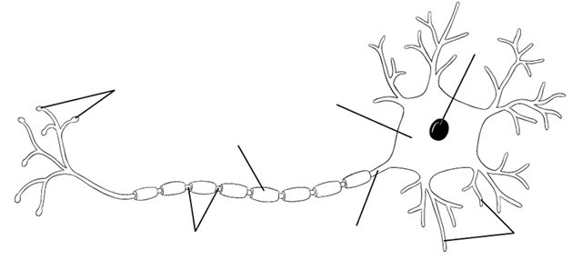 synapse diagram unlabeled