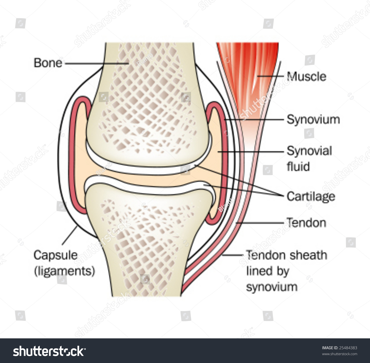 synovial joint diagram label