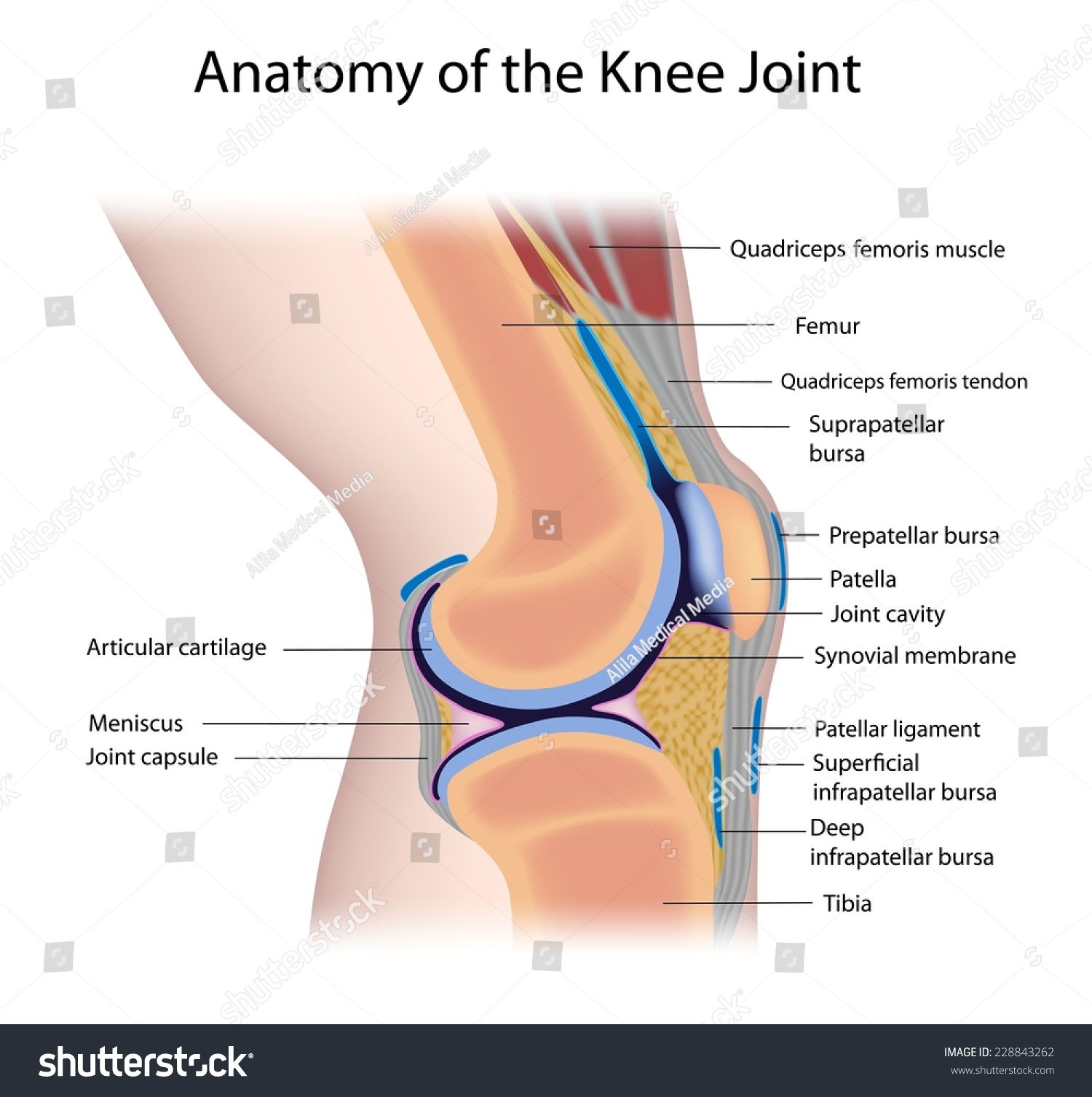 synovial joint diagram label