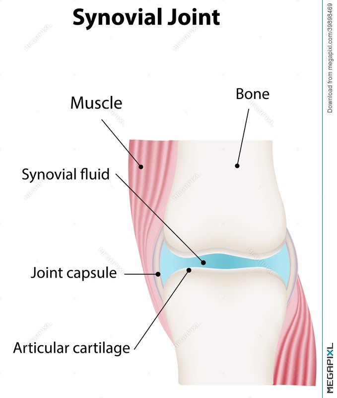 synovial joint diagram label