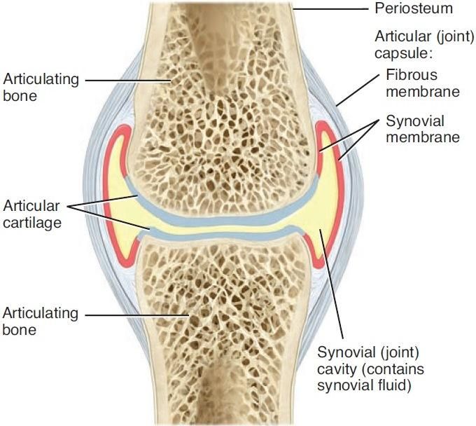 synovial joint diagram label