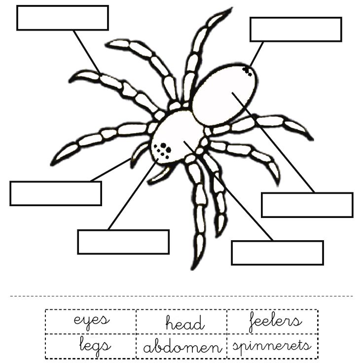 tarantula life cycle diagram