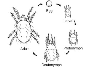 tarantula life cycle diagram