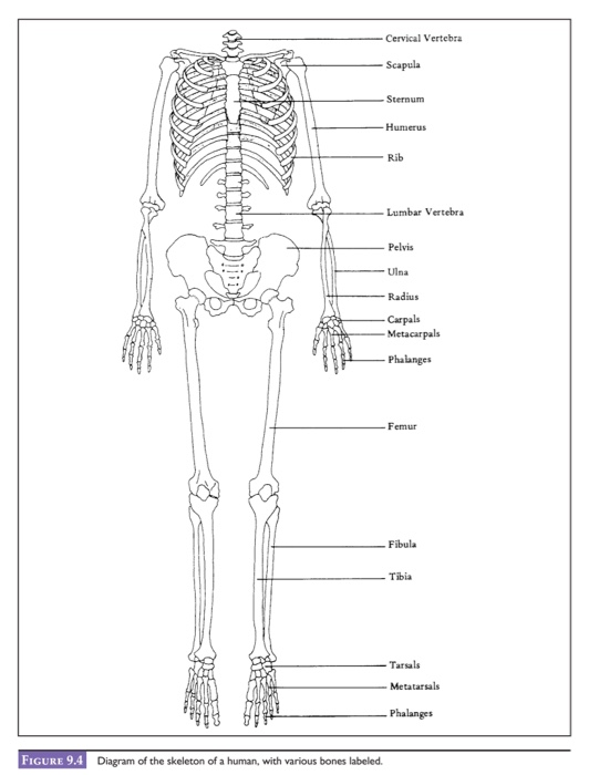 tarsals diagram