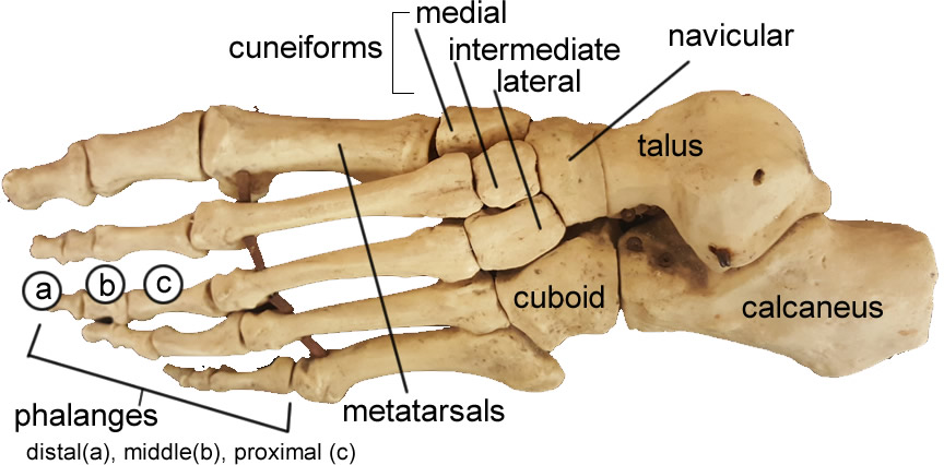 tarsals diagram