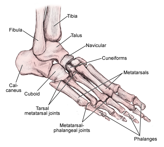 tarsals diagram