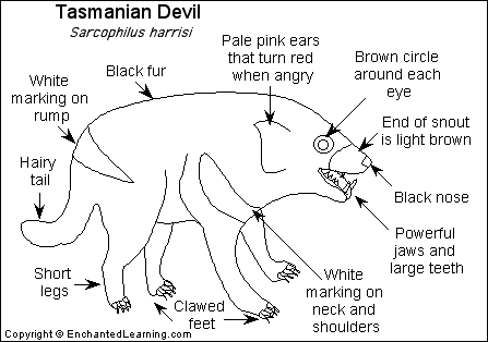 tasmanian devil diagram
