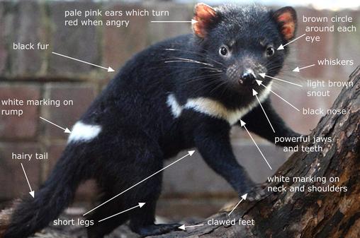 tasmanian devil diagram