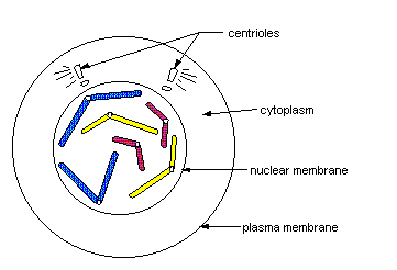 telophase labeled diagram