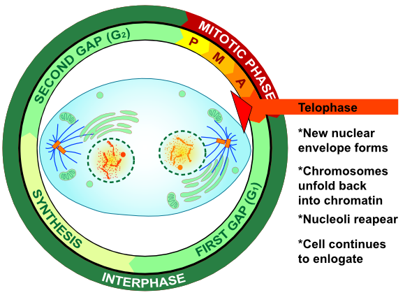 telophase labeled diagram