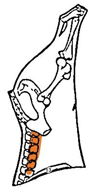 teres major beef diagram