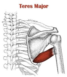 teres major beef diagram