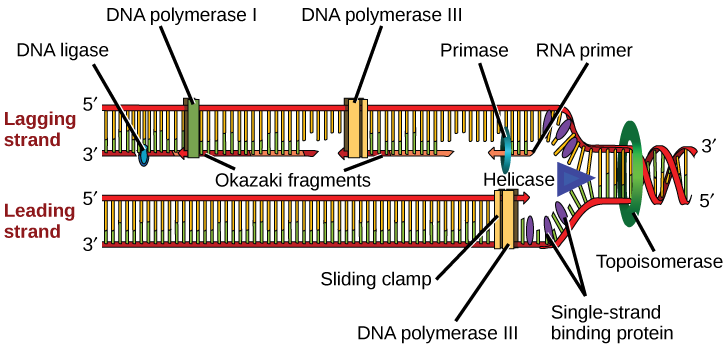 the diagram below shows a bacterial replication fork and its principal proteins.