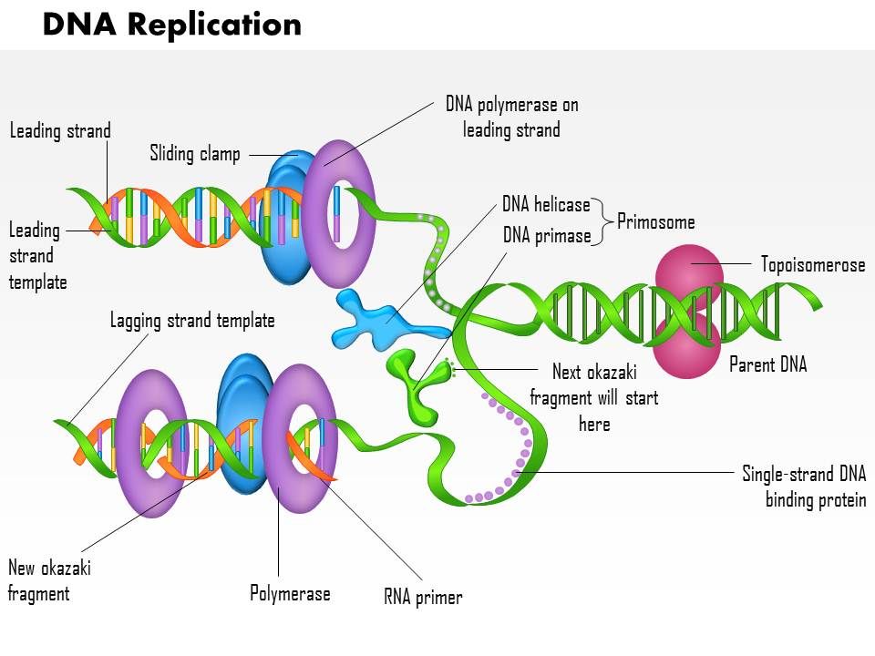 the diagram below shows a bacterial replication fork and its principal proteins.
