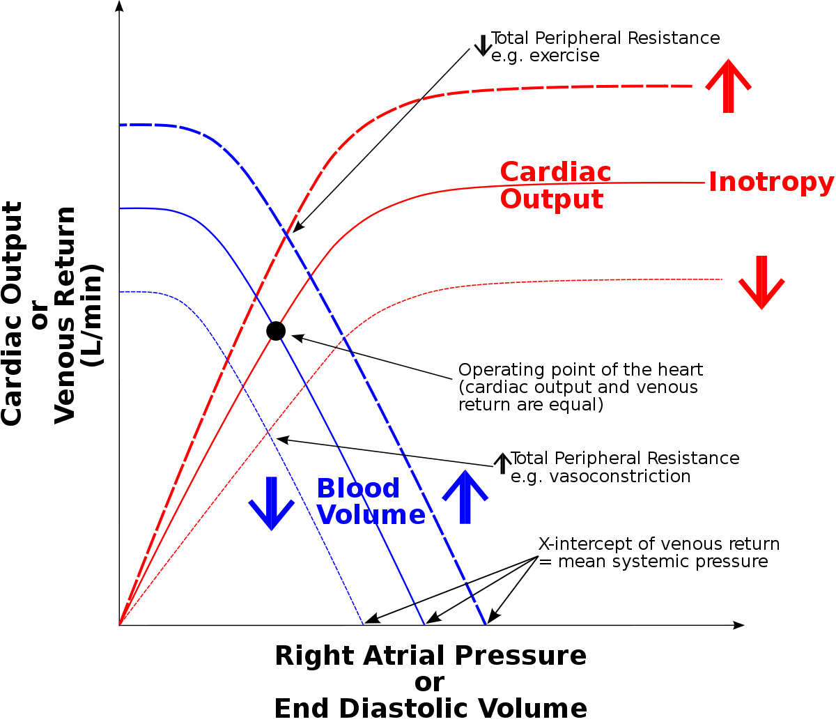 the diagram illustrates a small portion of several myofibrils