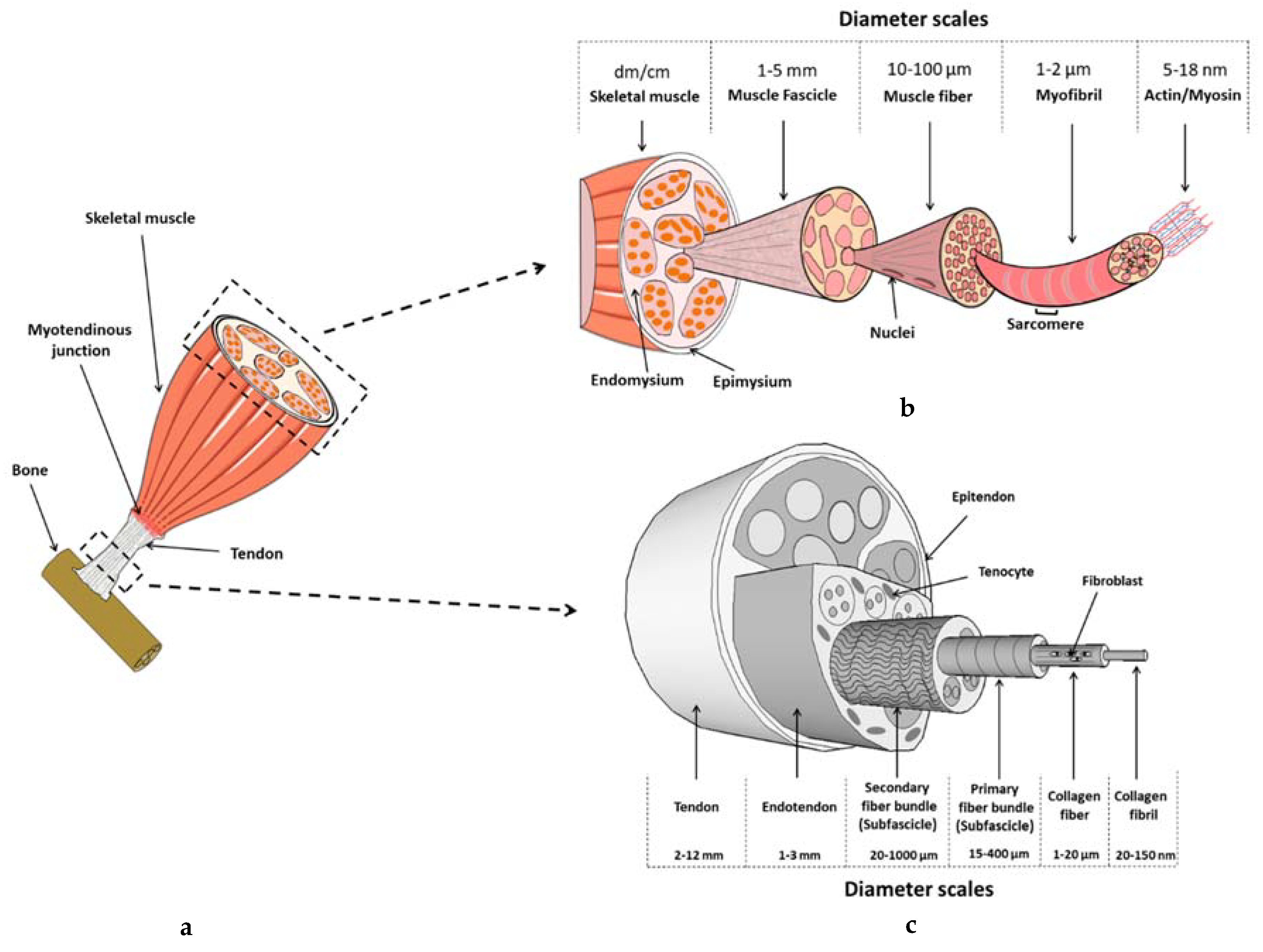 the diagram illustrates a small portion of several myofibrils