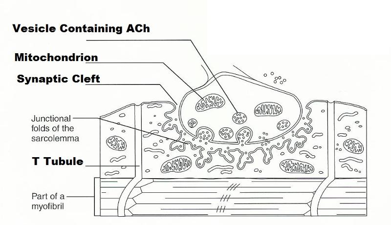 the diagram illustrates a small portion of several myofibrils