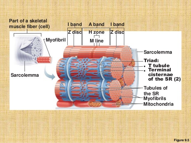 the diagram illustrates a small portion of several myofibrils