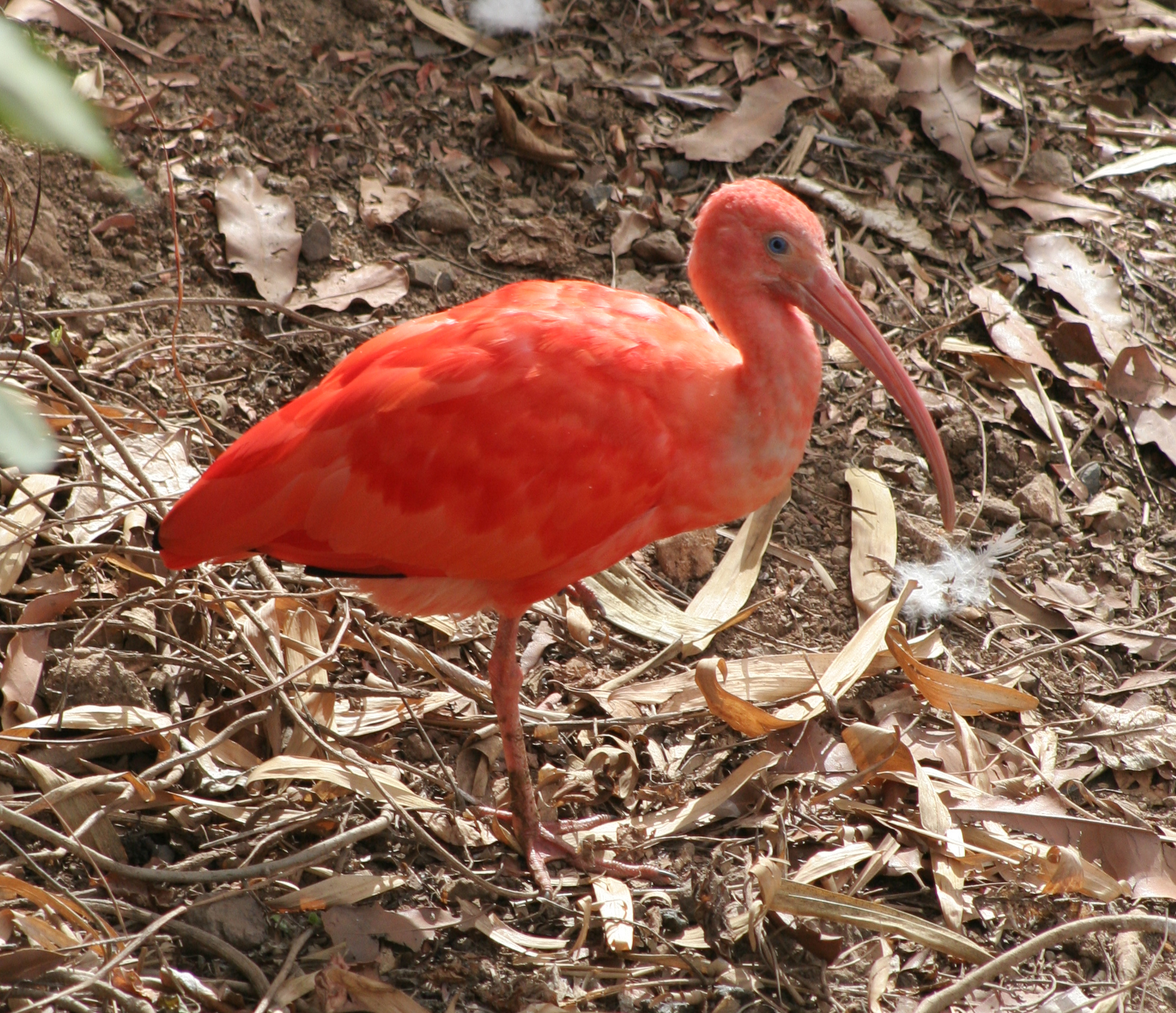 the scarlet ibis plot diagram