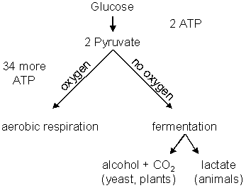 the venn diagram compares aerobic respiration and anaerobic respiration.