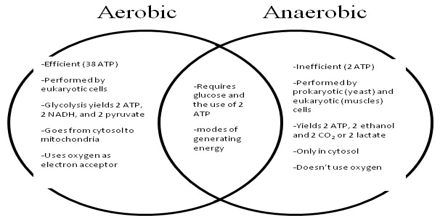 the venn diagram compares aerobic respiration and anaerobic respiration.