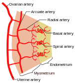 tilted uterus diagram