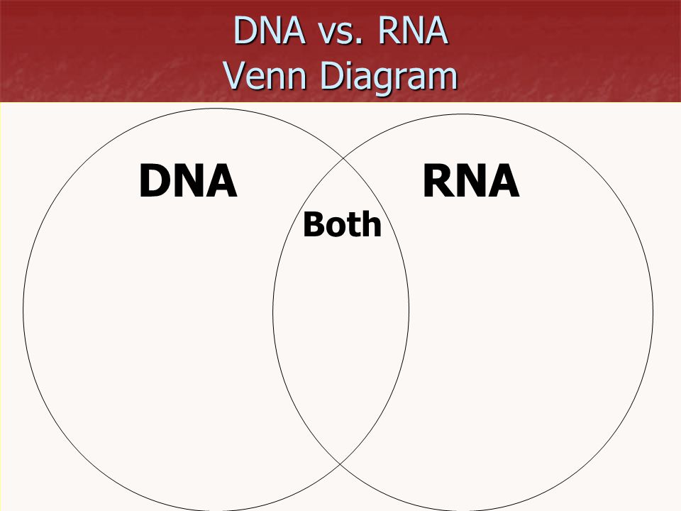 transcription vs translation venn diagram