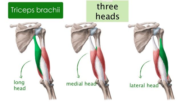 tricep heads diagram
